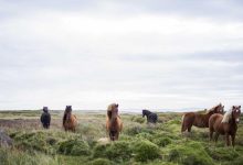 uttam-nagar-murder-case-arrests-1902