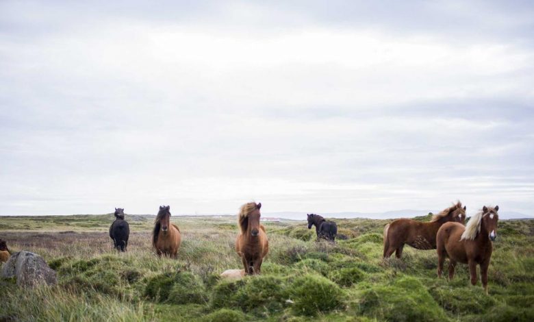 uttam-nagar-murder-case-arrests-1902