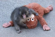 viral-baby-monkey-panch-girlfriend