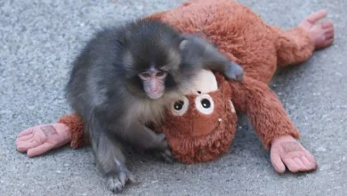 viral-baby-monkey-panch-girlfriend