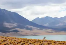 ai-nova-2-budget-5g-phone