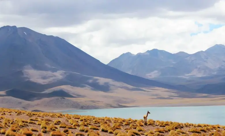 ai-nova-2-budget-5g-phone