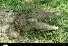 bangladesh-border-snake-crocodile