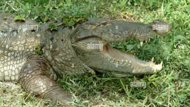 bangladesh-border-snake-crocodile