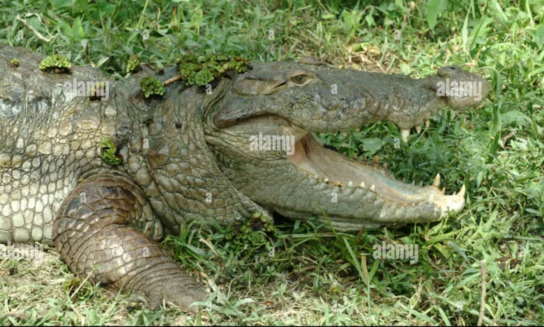 bangladesh-border-snake-crocodile