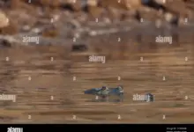 crocodiles-bombed-video-goes-viral