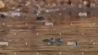 crocodiles-bombed-video-goes-viral