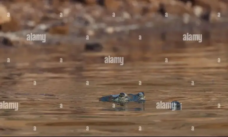 crocodiles-bombed-video-goes-viral