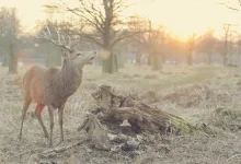 csk-playoff-hopes-ipl-2026