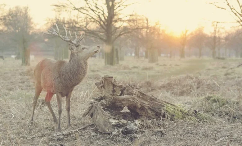 csk-playoff-hopes-ipl-2026