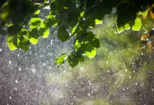 d-mart-store-count-hits-500