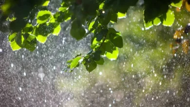 d-mart-store-count-hits-500