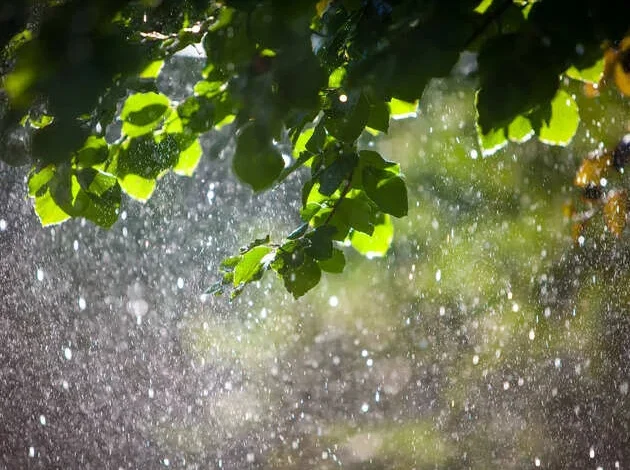 d-mart-store-count-hits-500