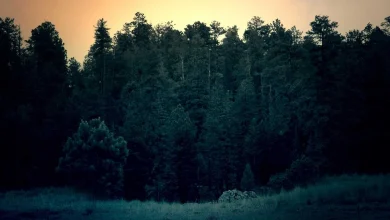 hardik-natasha-relationship-status