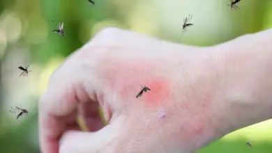 mosquito-outbreak-increasing-health-concerns