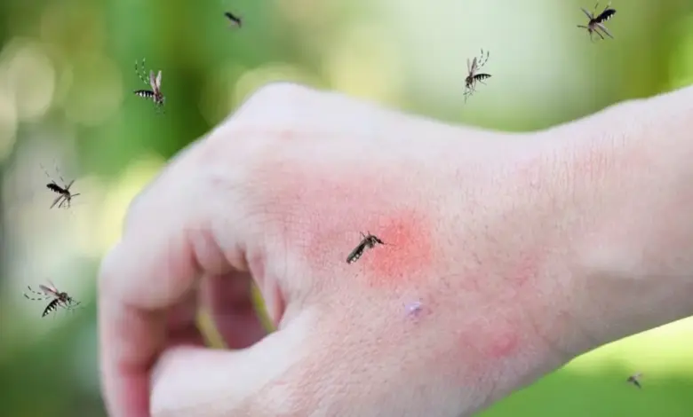 mosquito-outbreak-increasing-health-concerns