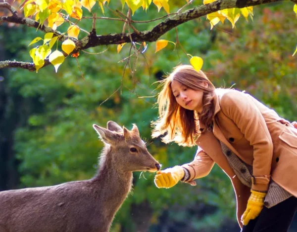 shreyas-iyer-bcci-fine-pbks-team-punishment