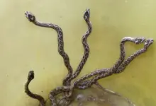 snake-terror-in-kerala-six-deaths