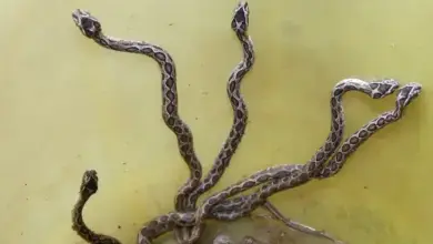 snake-terror-in-kerala-six-deaths
