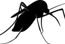 7-things-attracting-mosquitoes