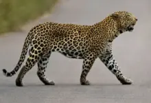 leopard-attack-on-dogs-brother-unity