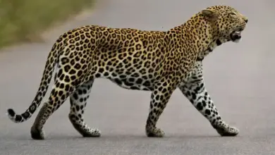 leopard-attack-on-dogs-brother-unity