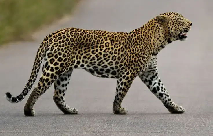 leopard-attack-on-dogs-brother-unity