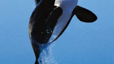 who-is-anshul-kamboj